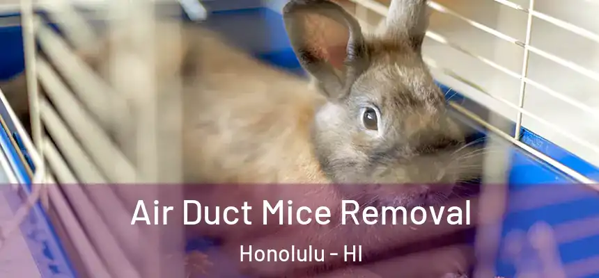 Air Duct Mice Removal Honolulu - HI