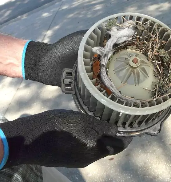 About Air Duct Mice Removal in Honolulu, HI